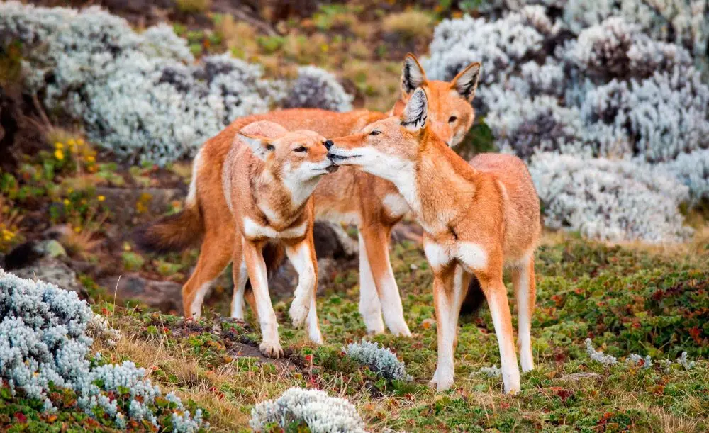 lobos