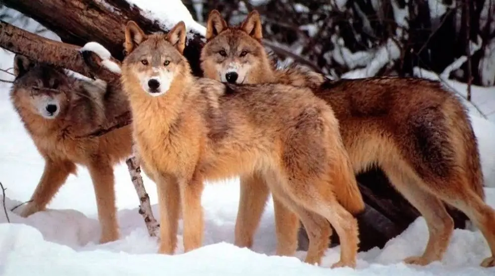 lobos