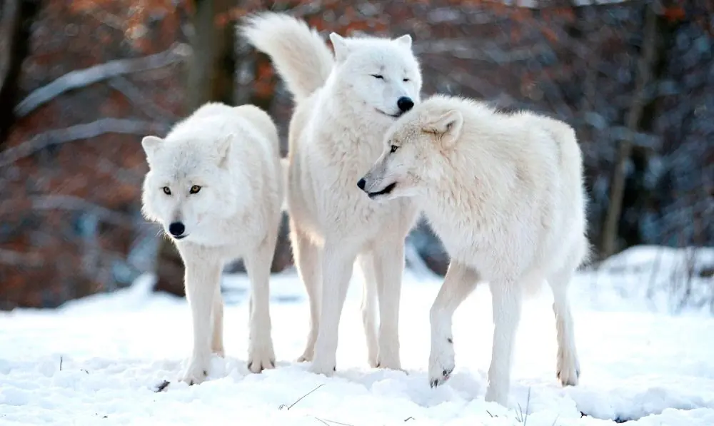 lobos