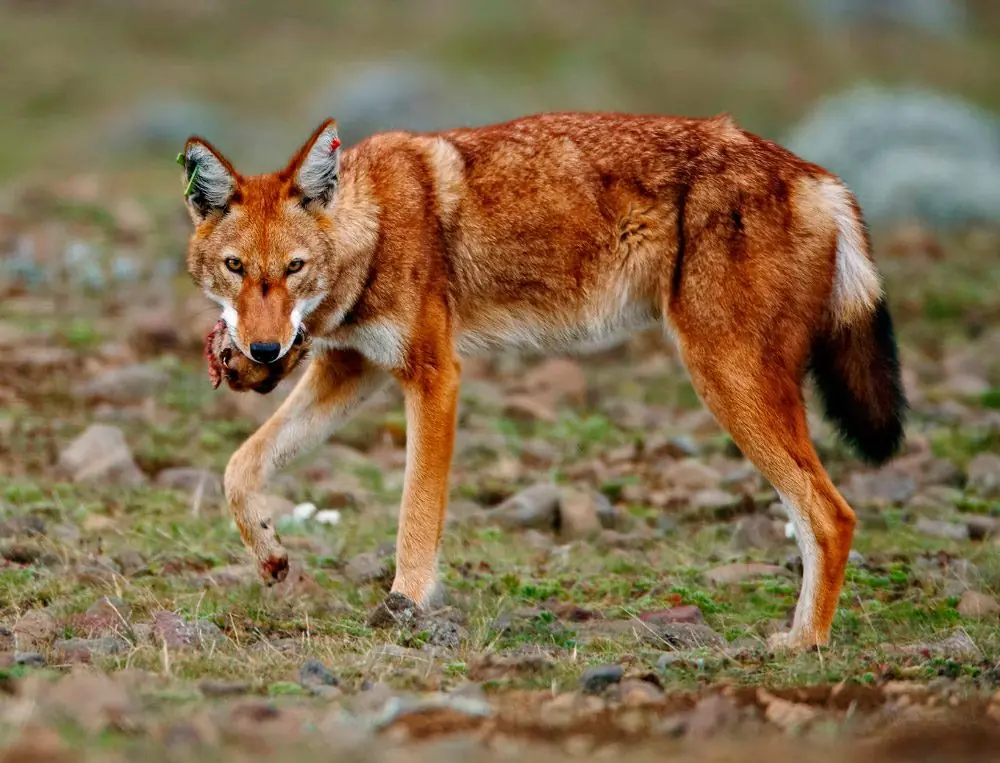 animales