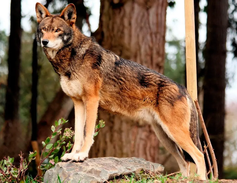 animales