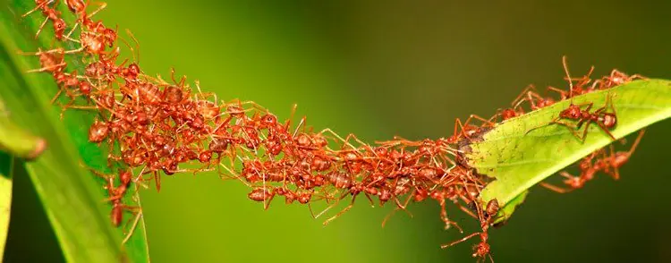 hormigas hormigas