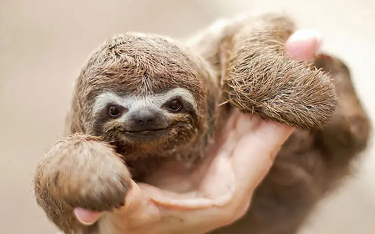 Animales que seguramente nunca habías visto recién nacidos