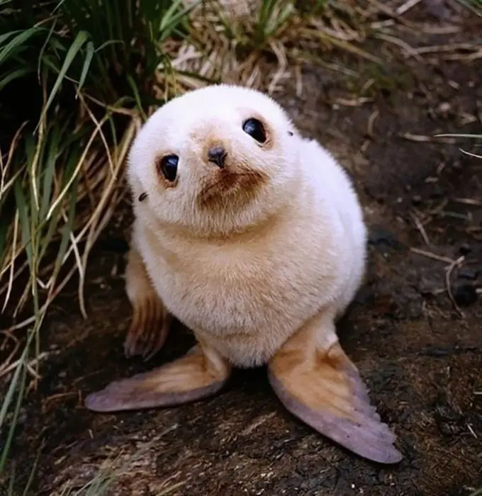 animales