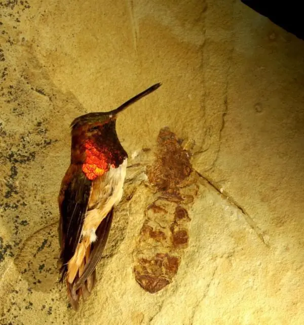 hormigas hormigas