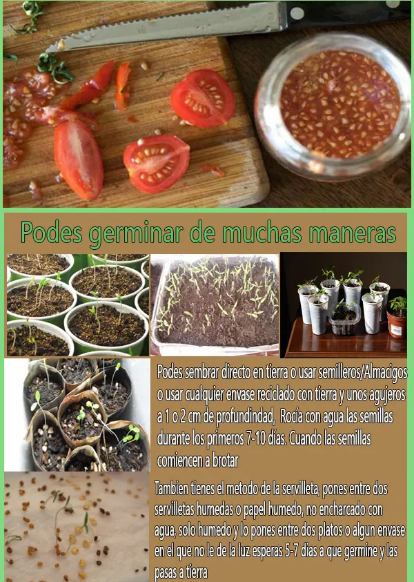 tomates