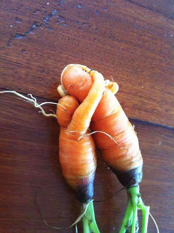 fotos