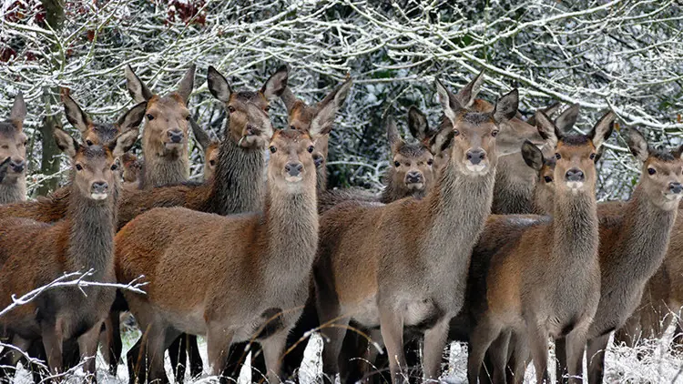 La peor extinción desde los dinosaurios: 2020