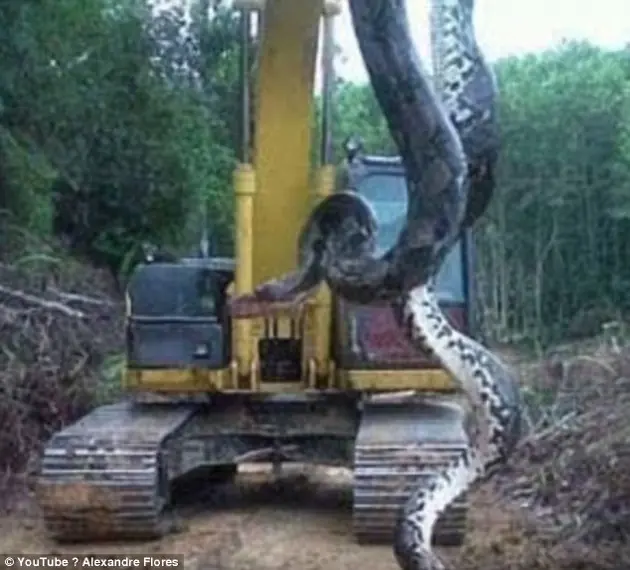 anaconda anaconda