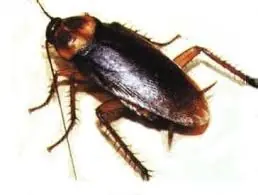 sabias