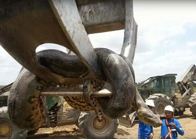 Increíble encuentran anaconda de 10 mts y 400 kilos Increíble encuentran anaconda de 10 mts y 400 kilos