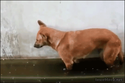 Shout Gif
