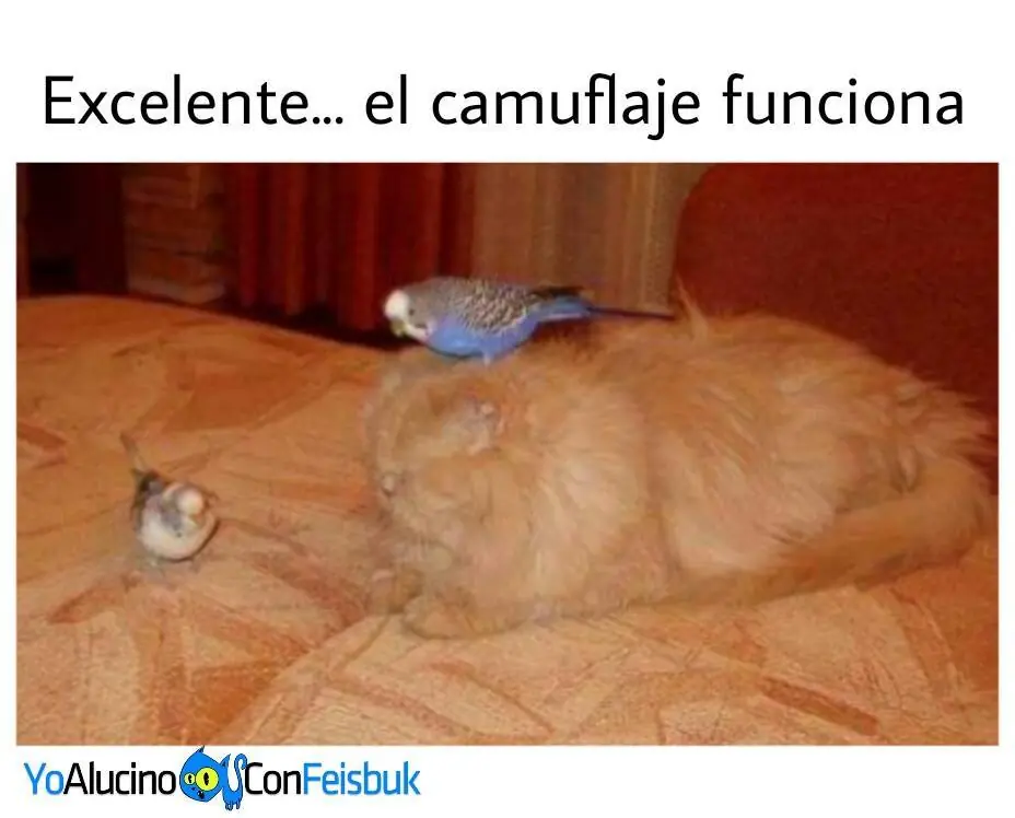 humor