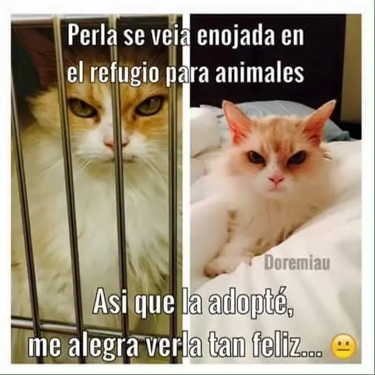 mirate