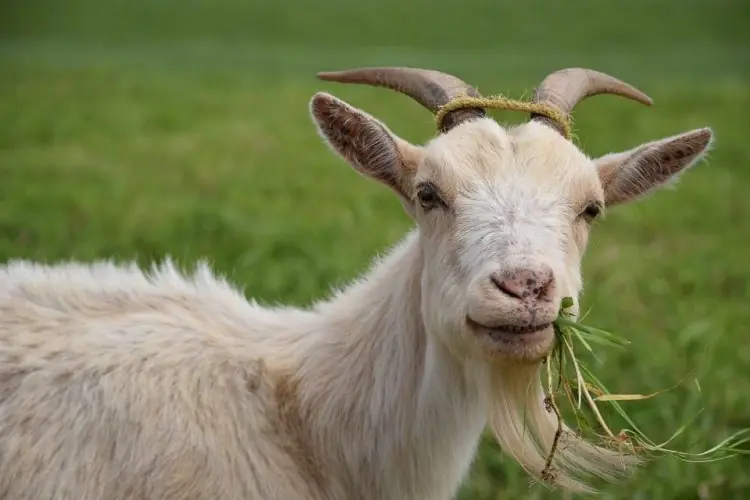 llamada