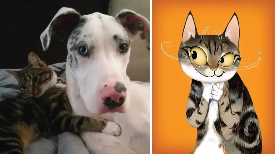 mascotas
