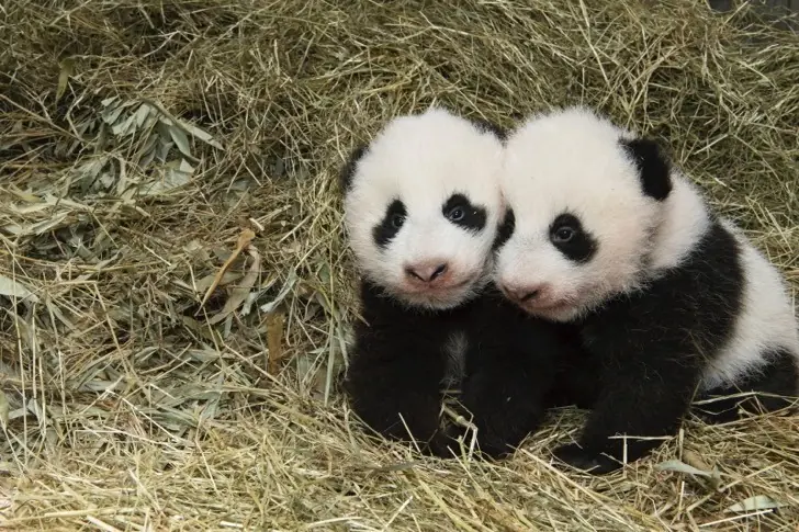 pandas