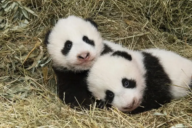 Estos pandas gemelos fueron bautizados en una ceremonia