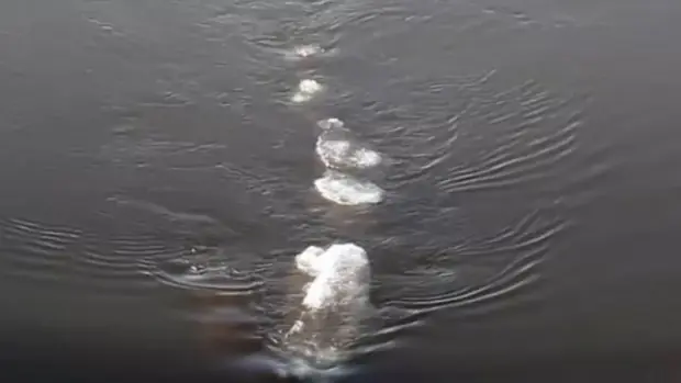 Una extraña criatura horroriza en las aguas de Alaska