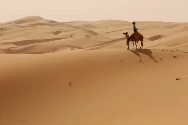 Recorre el desierto sobre el camello de Google Street View Recorre el desierto sobre el camello de Google Street View