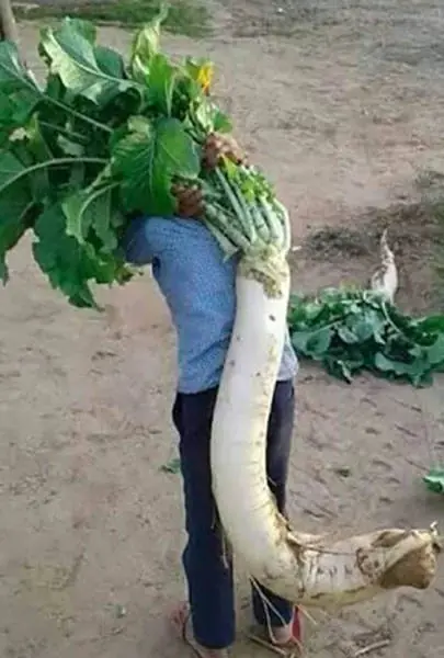 imagenes graciosas