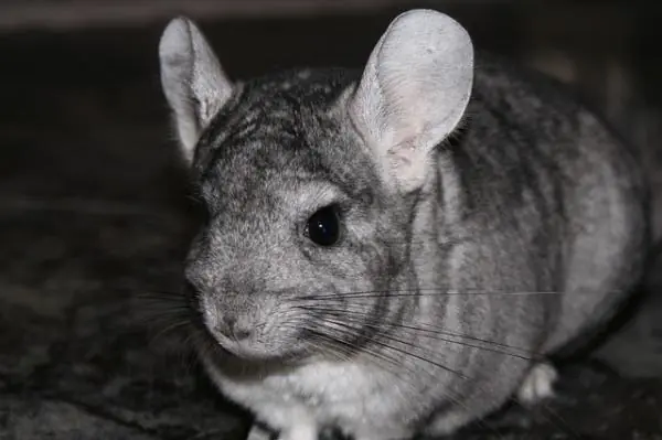Como banar a una chinchilla Como banar a una chinchilla