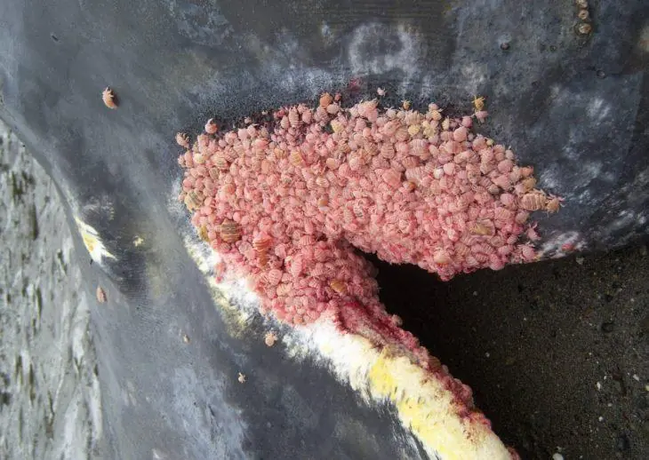 12 Imágenes raras y extrañas que te 'darán cosa'.