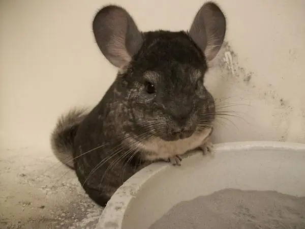 alimento para chinchillas alimento para chinchillas