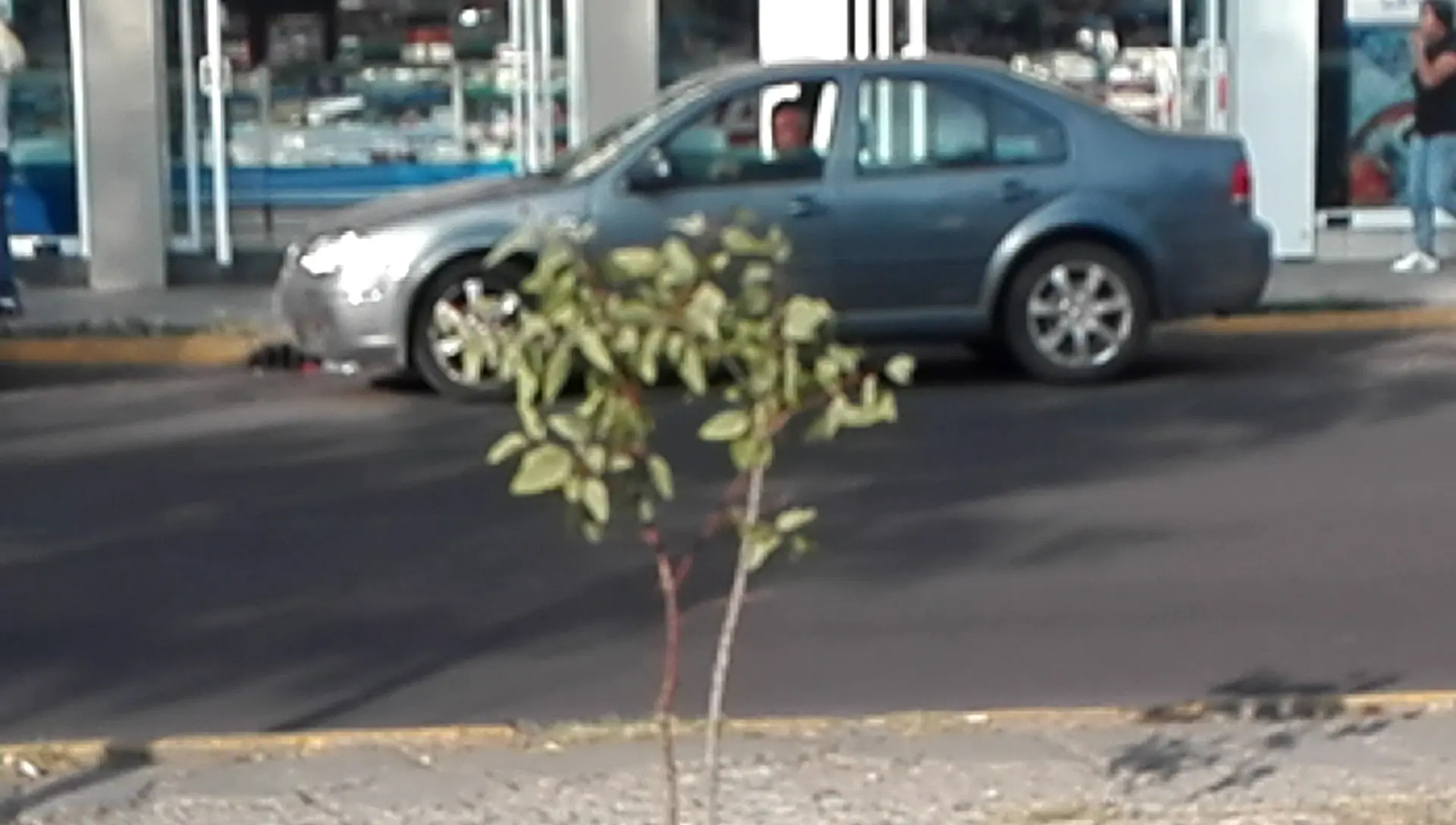 perro