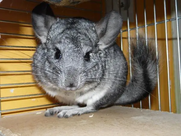 chinchilla chinchilla