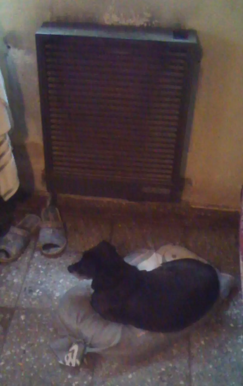Salchi Pensamientos Dachshund Libro 5 sección Argentina J