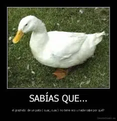 sabias