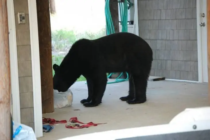 oso