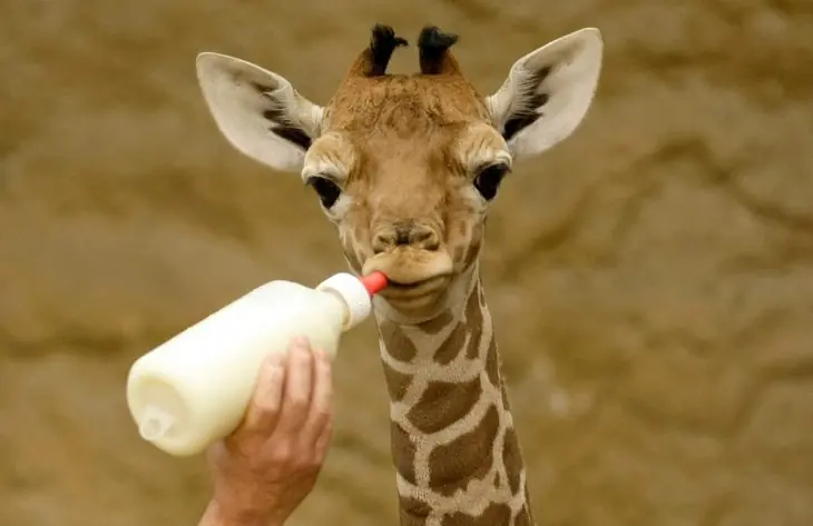 animales que seguramente nunca habías visto recién nacidos
