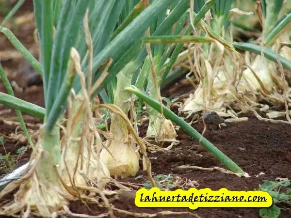 huerta
