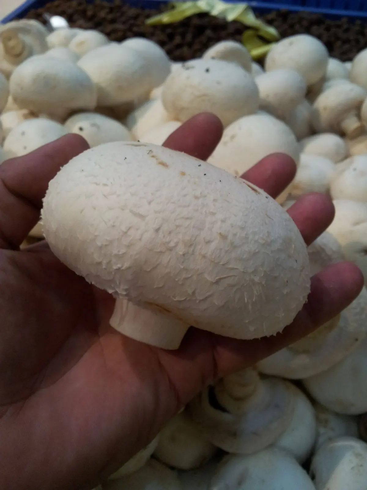 hongos rellenos