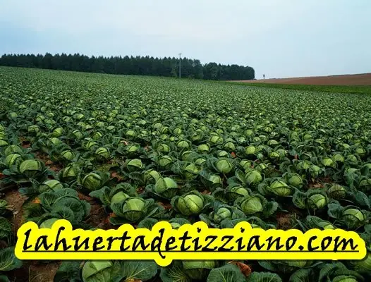 Como Cultivar Col o Repollo