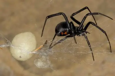 insectos