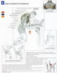 ejercicios para el pecho