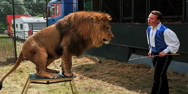 Un león ataco y mato al domador (Video)