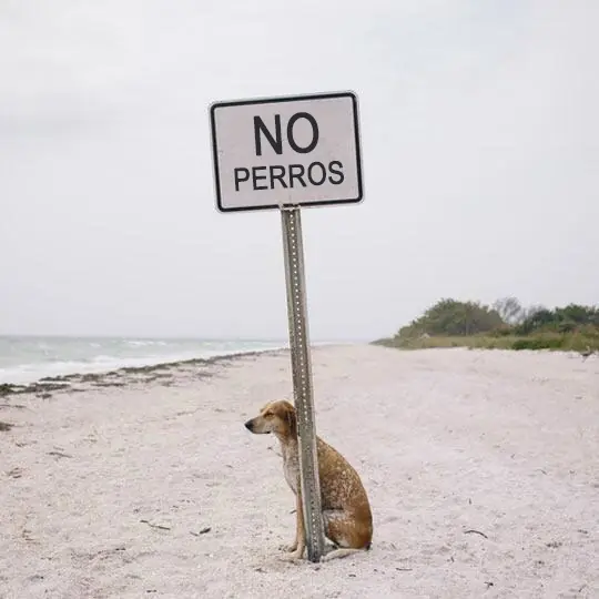 todos