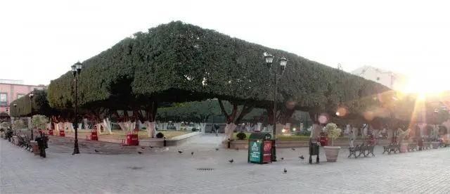 celaya