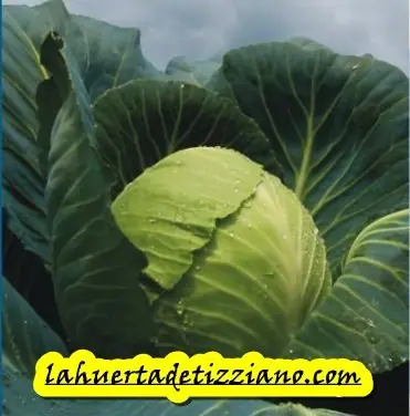 ecologia