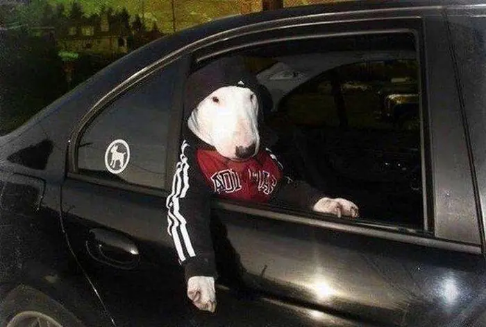 Perros Salchicha Perros Salchicha