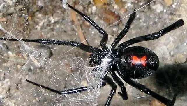 araña viuda negra y sus curiosidades
