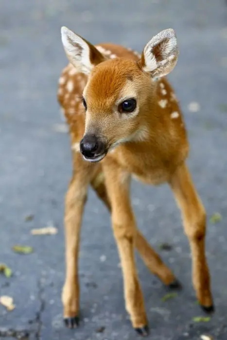 Animales que seguramente nunca habías visto recién nacidos