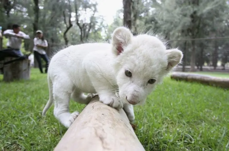 animales
