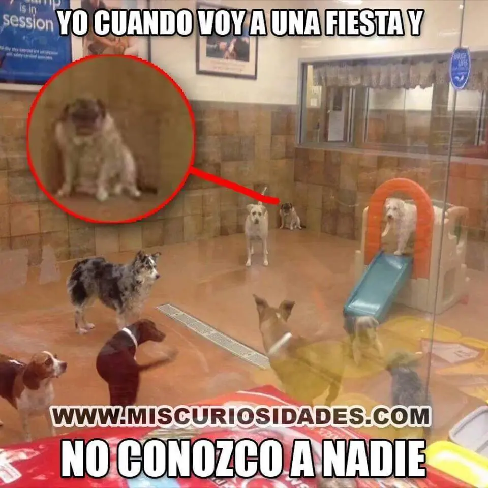 Postazo de imagenes de Humor papu