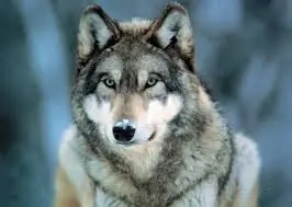 animales