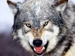 animales